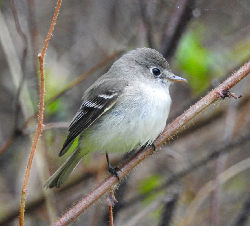 bird festival dorion ontario